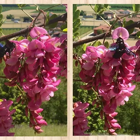 Bed and breakfast Acacia Rosa